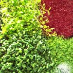 Grow your own microgreens Web 2