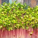 Grow your own microgreens Web 3